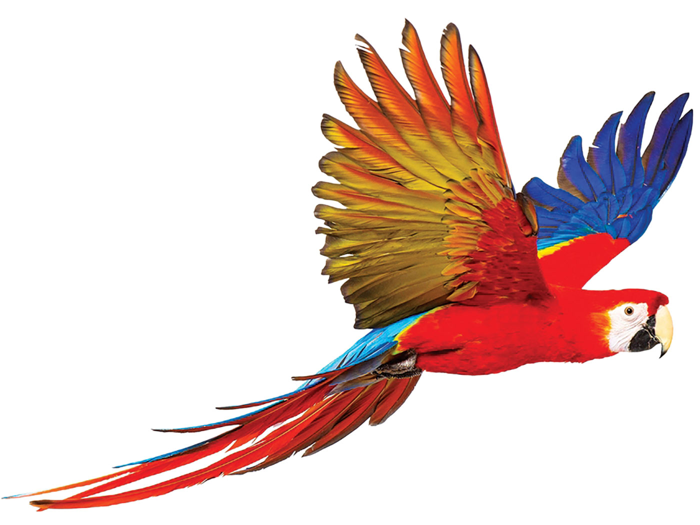 Красная летящий попугай рисунок